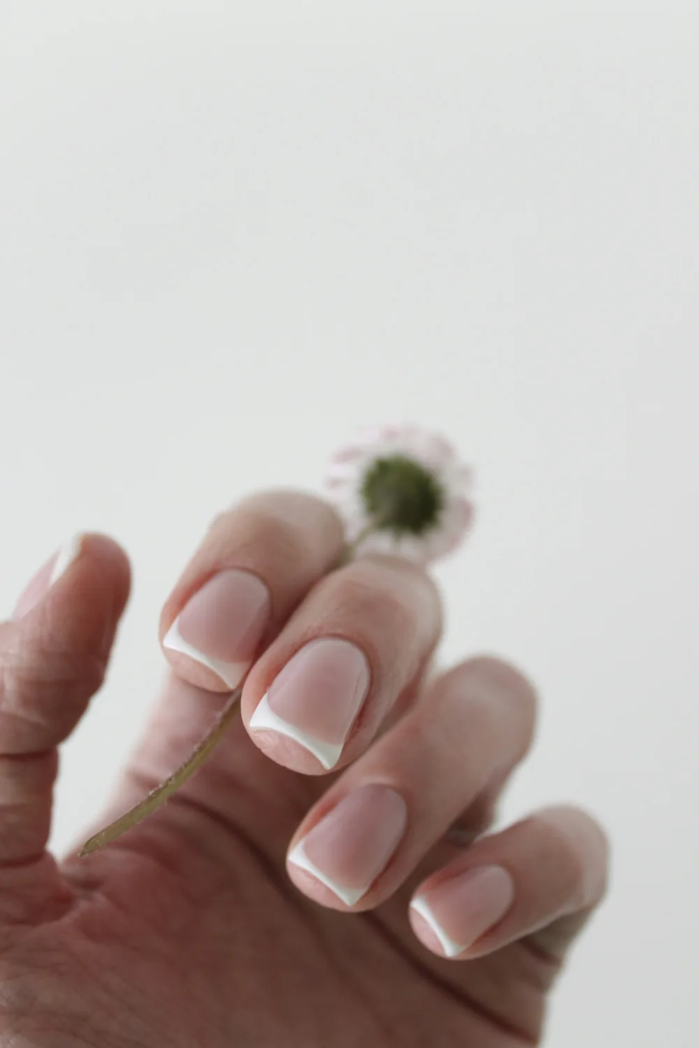 Mano con manicura francesa clásica sosteniendo una pequeña flor